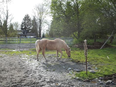 Diarrhea In Senior Horses Gods Window Senior Horse Rehab