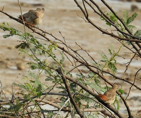 duo rufous tailed scrub robin birdforum