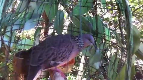 Chim Cu Gay Dau Hay Cu Gay Moi Hay Cu Gay Hay 2015 YouTube