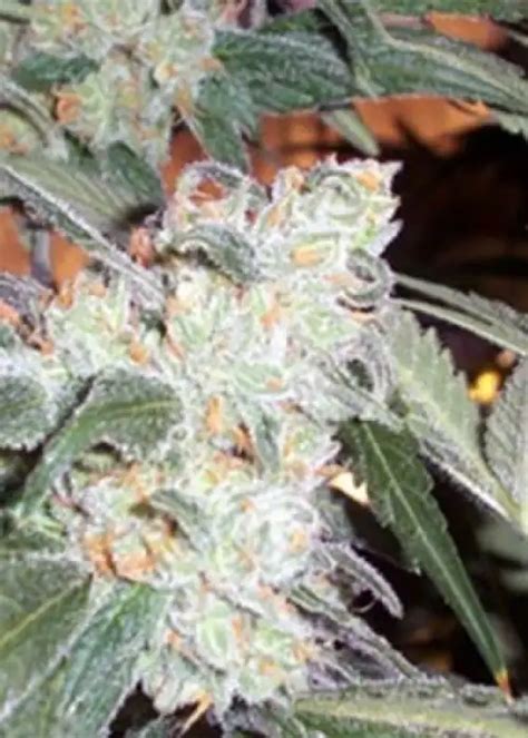 Green Crack Cannabis Strain Information Growdiaries