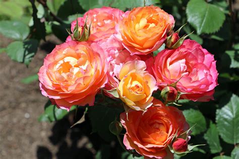 Лес Потес де Бедрос (Les Potes de Bedros) – - купить Аромат-роз.рф