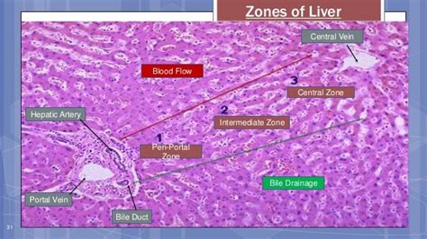 Liver Zones Histology