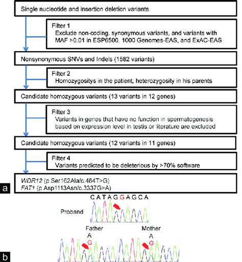 Exome Sequencing Revealed A Biallelic Variant In Wdr12 A Gene