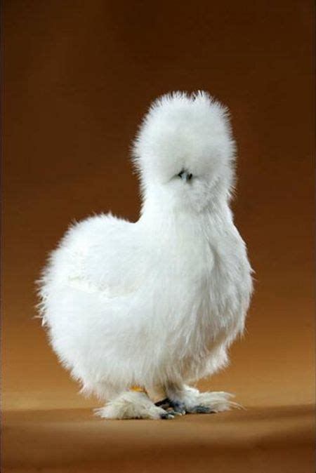 Beautiful Chickens Around The World 17 Pics