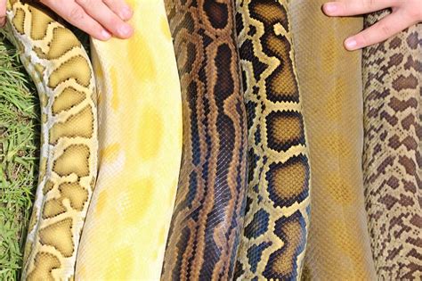 yoda the kinkalow ny: Burmese Python Morphs