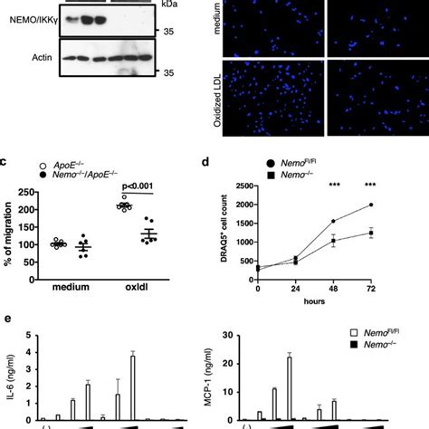 Inducible Deletion Of Nemo In Smooth Muscle Cells Inhibits