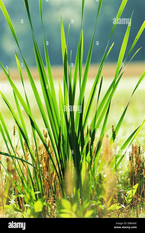 bulrush plant  sunrise stock photo alamy