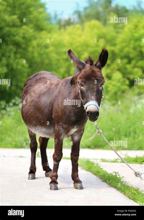 close    donkey  res stock photography  images alamy