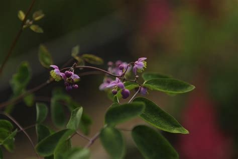 Василистник рохебрунский Thalictrum aquilegifolium - купить сорт в ...