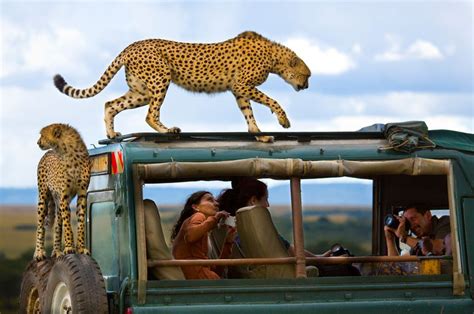 cheetahs on a safari truck photo | One Big Photo