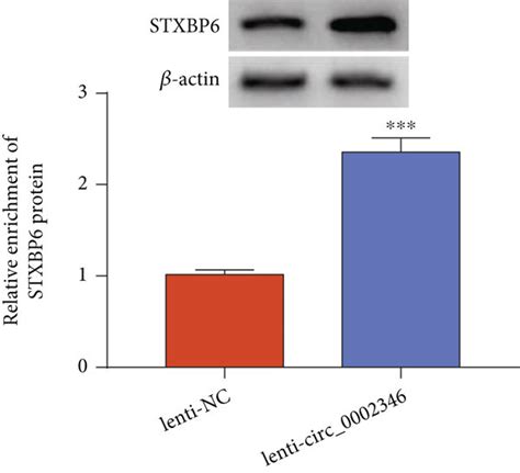 Circ Overexpression Suppresses Xenograft Tumor Growth In Vivo