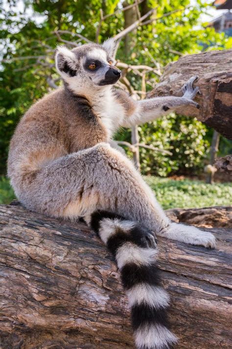 Lemura śledzić Pierścionek Obraz. Obraz: 86217495