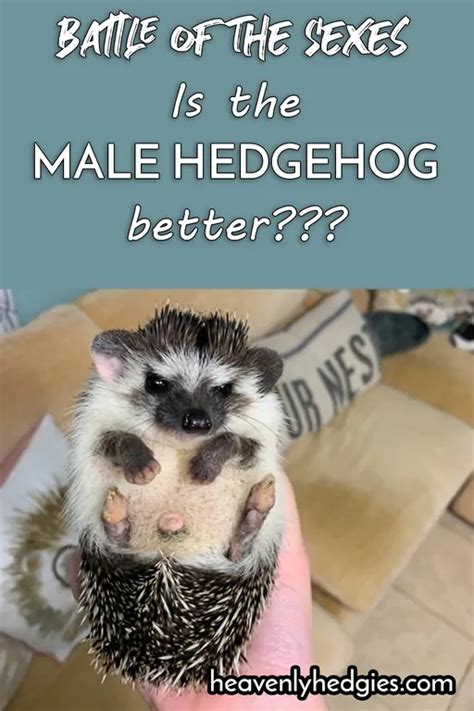 Exploring The Male Hedgehog Heavenly Hedgies