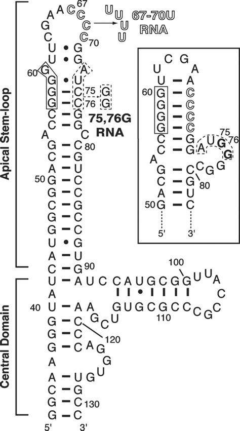 Secondary Structure And Mutagenesis Of Va Rnai Sequence And Secondary