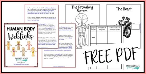 Body System Graphic Organizer Answers Printable Templates Free