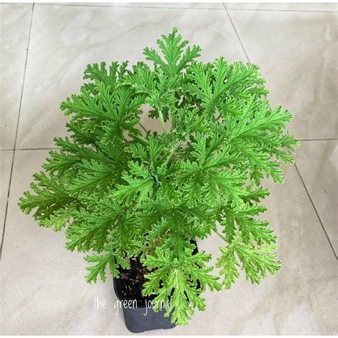 Citronella Plant