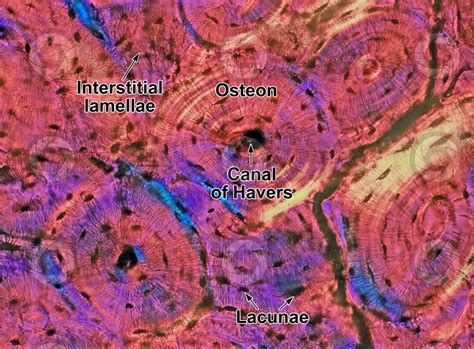 Mammal Compact Osseous Tissue Transverse Section 250x Compact