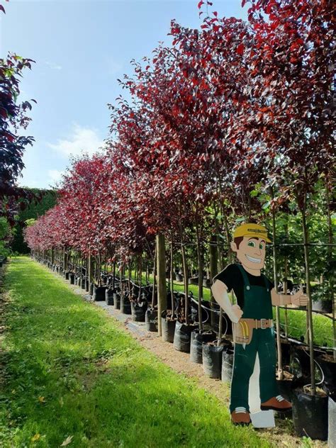 Prunus Thundercloud Purple Flowering Plum Easy Big Trees