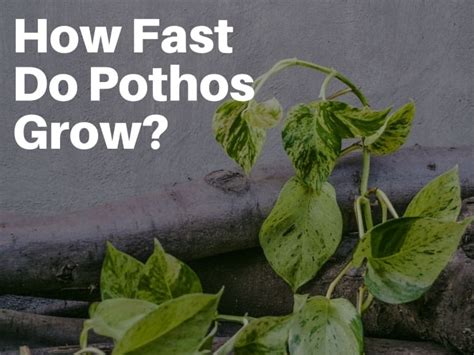 How Fast Do Pothos Grow Secret To Make Your Plant Grow Faster