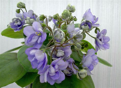 Virtual Violet :: Просмотр темы - ЛЕ-Хрустальный Водопад (Е.Лебецкая)