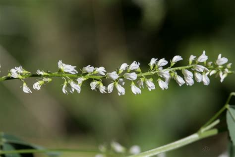 S Lection De La Semaine La Gazette Des Plantes