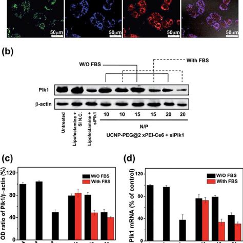 Cell uptake and in vitro siRNA transfection. (a) Confocal microscopy ...