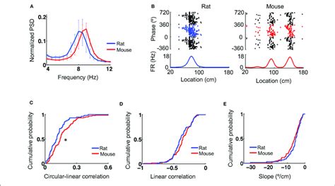 Theta Oscillations And Theta Phase Precession Were Similar Between