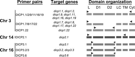 Overview of the oligonucleotide primer design employed for amplifying ...