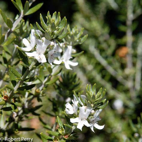 Coast Rosemary Waterwise Garden Planner