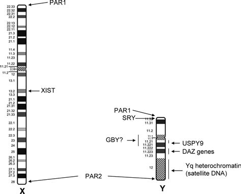 Sex Chromosomes And Sex Chromosome Abnormalities Clinics In Laboratory Medicine
