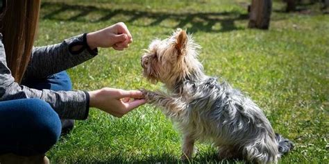 Cómo Entrenar a tu Perro para que sea más Inteligente de Manera