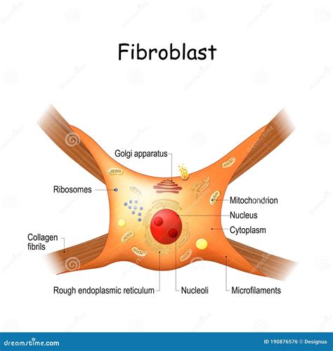 Fibroblast Structure. Cell Anatomy Stock Vector - Illustration of ...