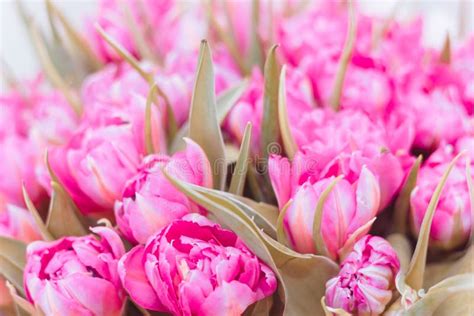 Pink Parrot Tulips Bouquet Close Up Stock Image Image Of Close White