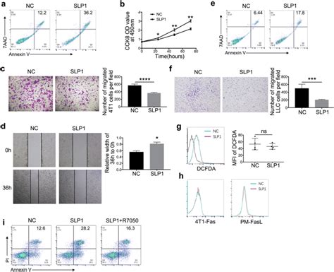 Lincrna P21 Down Regulated Tams Promoted Tumor Cells Apoptosis Download Scientific Diagram