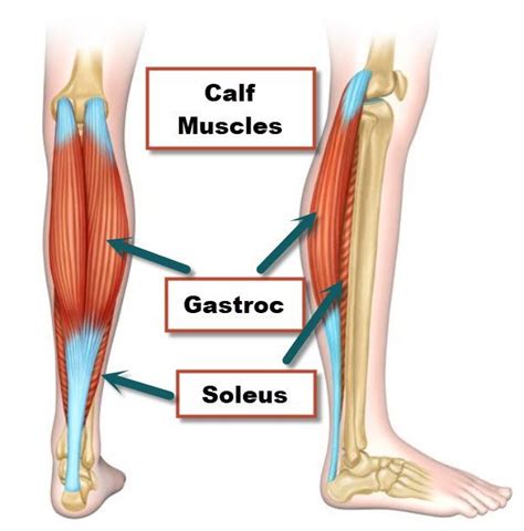 knee anatomy muscles ligaments  cartilage