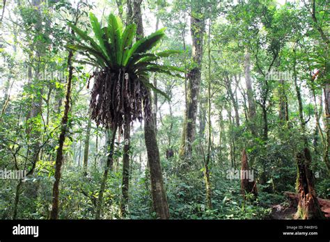 Tropical Rainforest Of Mtkerincisumatraindonesia Stock Photo Alamy
