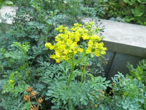 Backyard Patch Herbal Blog Rue Herb Of The Week