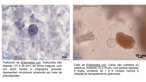 Ciclo De Entamoeba Histolytica Foto Do Protozoário Amebíase