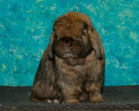 Holland Lop Bucks Laplop Rabbitry