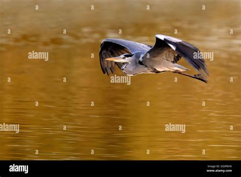 Grey heron flying Stock Photo - Alamy