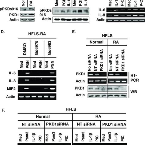 pkd   activated  plays  essential role   spontaneous