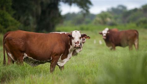 Híbridos Del Ganado Brahman Y Herford La Mejor Combinación Para