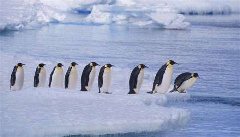 Emperor penguins face extinction unless greenhouse gas emissions