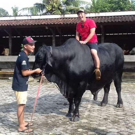 Foto Sapi Kurban Milik Artis Ukuran Jumbo Atta Bikin Syok Photo