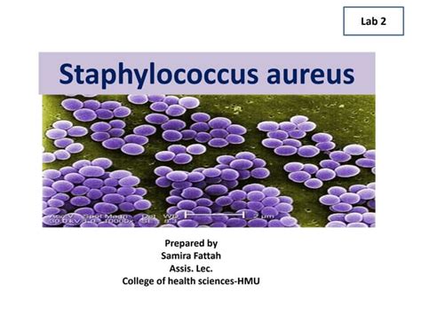 Staphylococcus Aureus Ppt