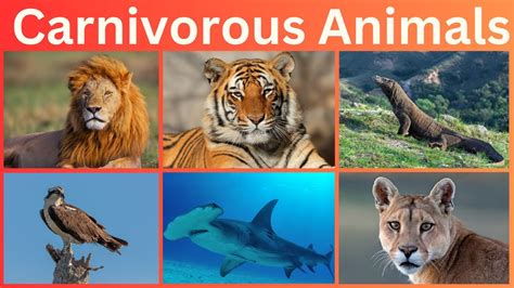 carnivorous animals examples