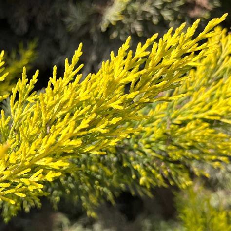 Cupressus Macrocarpa Lemon Yellow At San Marcos Growers