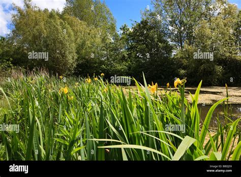 Large Garden Pond Hi Res Stock Photography And Images Alamy