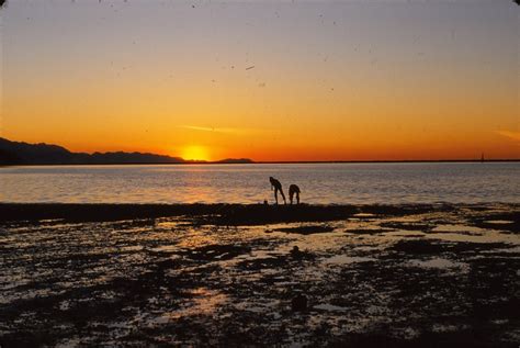 Dungeness Spit National Wildlife Refuge Pictures