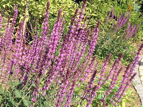 Шалфей дубравный 'Amethyst' - Salvia nemorosa 'Amethyst'- Продажа ...